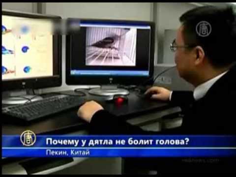 Почему у дятла не болит голова?