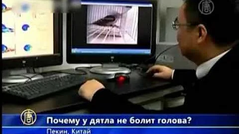 Почему у дятла не болит голова?