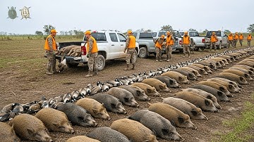 Watch How These Wild Boars Invaded U.S. Cities — People Are Struggling to Cope