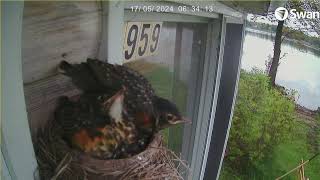 Mother Bird Feeding Her Baby Chicks - Live Robin's Nest Camera