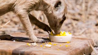 Meerkats LOVE Eating Boiled Eggs! | BBC Earth Kids