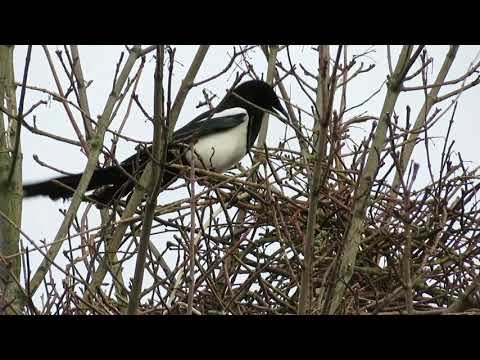 Video: Magpie's nest. Hur bygger skator ett bo?