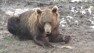 Observator urși -  Borzont, 7 august 2018 -  urși, mistreți și o vulpe oloagă