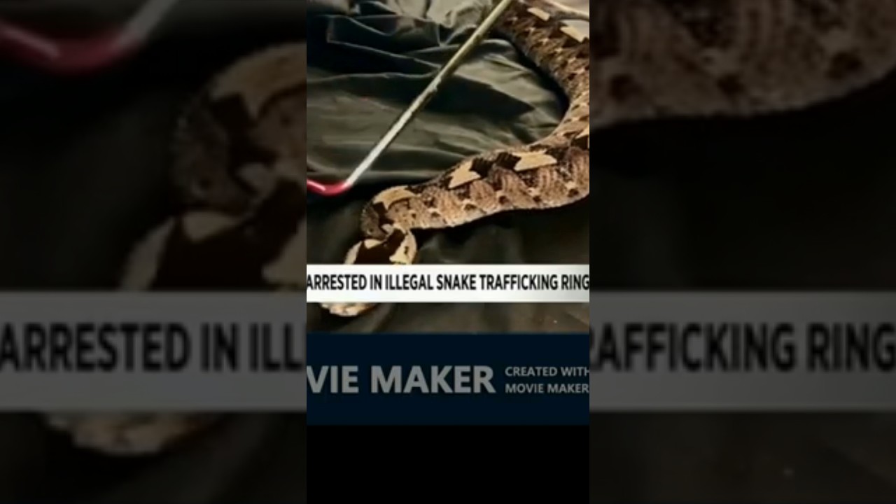 Tom Crutchfield Made Tiger King Joe Exotic Famous Engaged In The illegal Wildlife Trade 🚓🐍🤑 