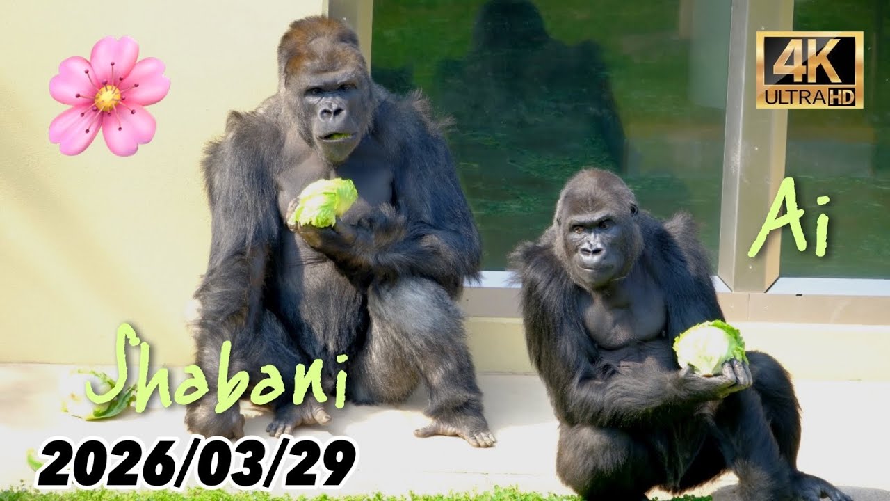 🌸桜満開の日曜日のゴリラ舎 〜 2026/03/29【東山動植物園】 - YouTube