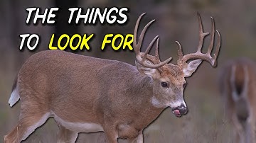 If you want to hunt bucks over scrapes, you need to understand these things!