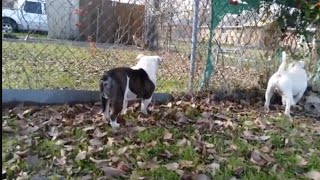 Male Neighbor Dog Get Scared Of 2 Boys Max An Hammer