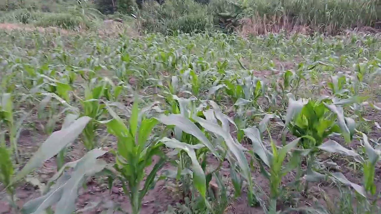 Tazama Kilimo kinavyoweza kubadili maisha ya mkulima