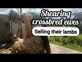 SHEARING EWES AND SELLING STORE LAMBS