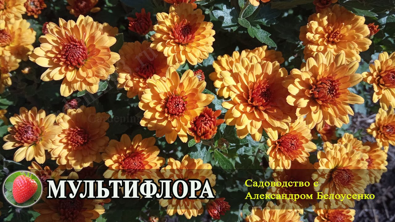 Шаровидная хризантема мультифлора Выращивание хризантемы Уход за кустовой хризантемой
