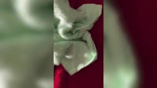 gubahan tuala ( towel folding) by nurul izzah..😍