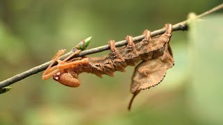 Stauropus fagi caterpillar - lobster prominent - Eekhoorn - Notodontidae