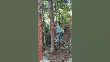 Harvesting "Liquid Gold" from Pine Trees