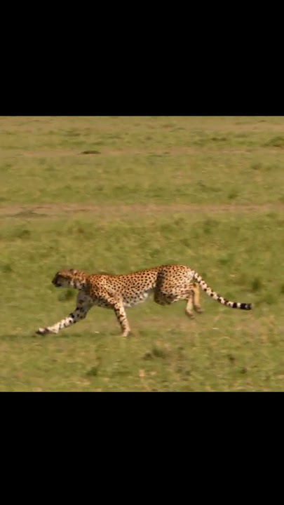 Cheetah Running Speed #cheetah