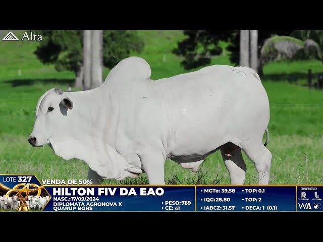 LOTE 327   HILTON FIV DA EAO