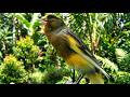 Canario Belga Canto Mestre: Canario Belga Professor Áudio Premium Definitivo HD #treinarcanario