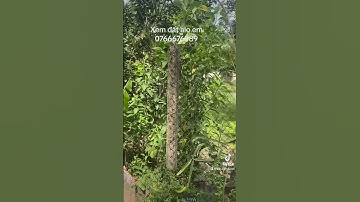 Tập 17 Đất xây nhà nghỉ dưỡng hoặc xây nhà trọ đường Otto gần khu công nghiệp và trường học ủy ban