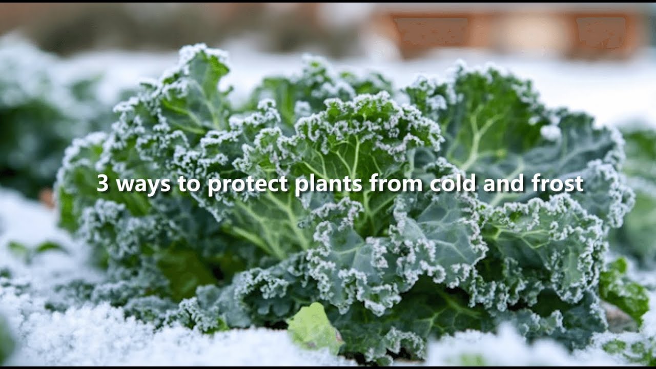 3 Ways to Protect Plants from Cold and Frost #gardening #gardeningtips ...