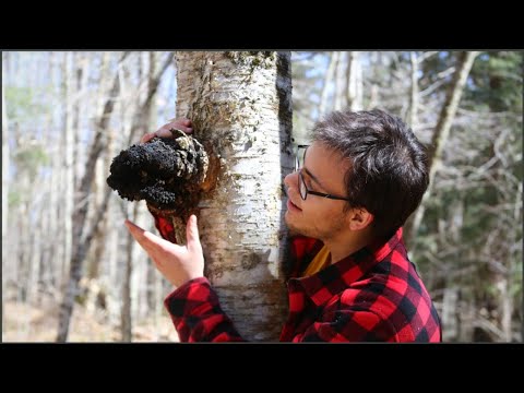 Video: Chaga-berkenpaddestoel: Oogsten En Gebruiken Voor Medicinale Doeleinden