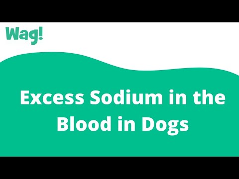 Видео: Нохой дахь цусан дахь натрийн илүүдэл