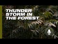 Thunderstorm in the Forest: Powerful Nature Sounds for Relaxation