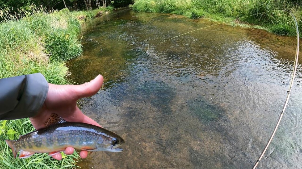 New PB Native Brook Trout! Fly Fishing Small Limestoner For Wild and Native Trout! (Fly Fishing PA)