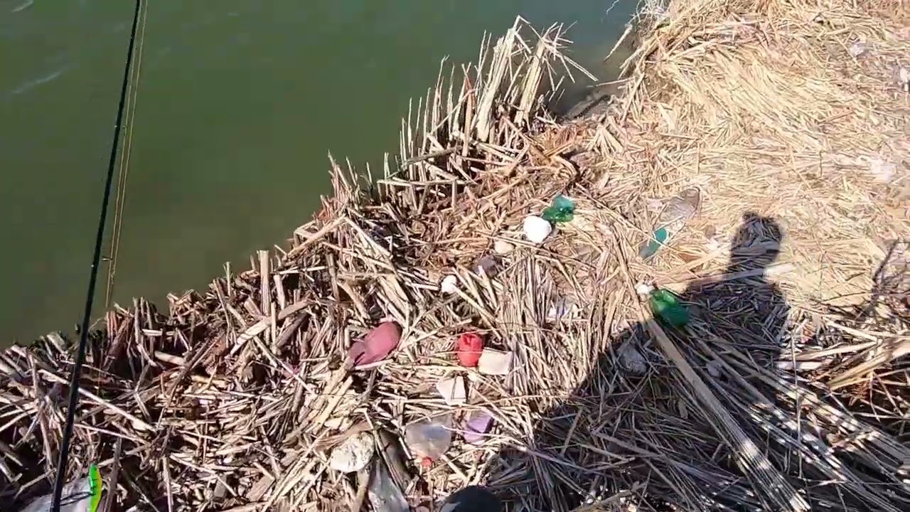 La Olt la Campu Mare după știucă . Apa foarte scăzută . Spinning passion . Pike .