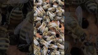 18 Kasım Karniyol Kırşahin Maşallah