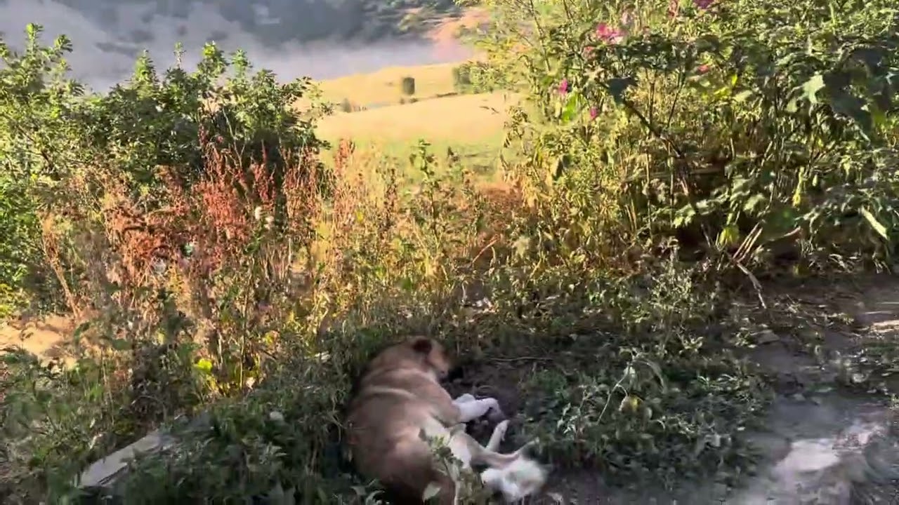 Erzurum Hınıs pınar köyü