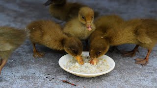 Baby ducks favourite food , Ducklings first feed after hatching