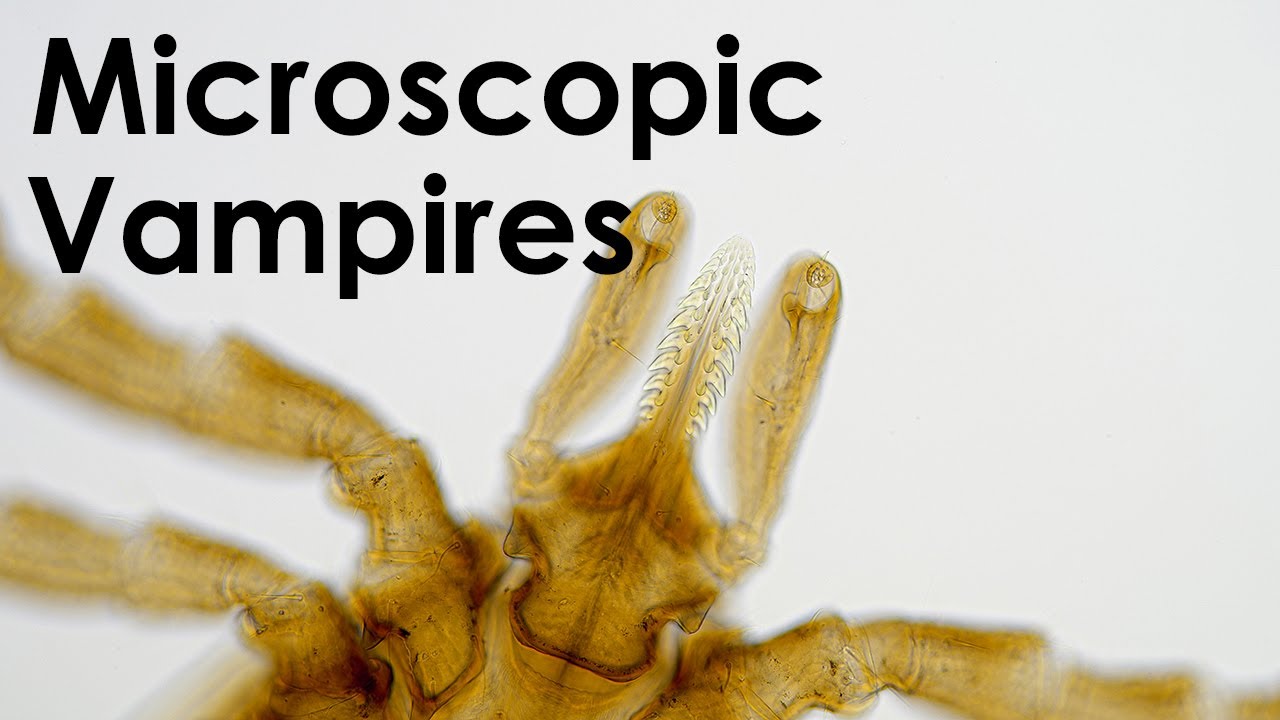 Tick Expedition: Journey from Field to Microscope