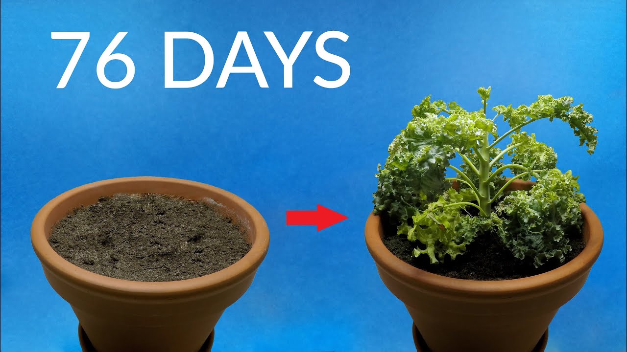 ⁣Growing KALE Time-Lapse