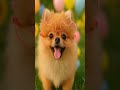 Funny 🤣 #youtubeshorts #viral #dog
