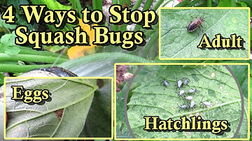 4 Ways to Manage Squash Bug Damage on Squash & Zucchini Plants: My Approach to Reducing Pest Damage!