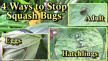 4 Ways to Manage Squash Bug Damage on Squash & Zucchini Plants: My Approach to Reducing Pest Damage!