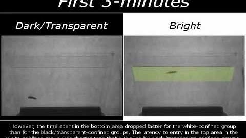 Exploratory behavior of zebrafish in the open tank task