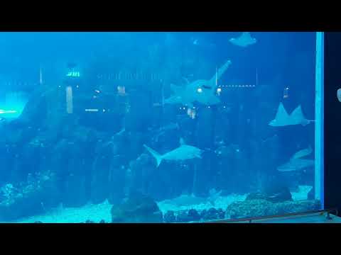 DUBAI AQUARIUM