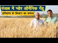 हरियाणा के किसान ने पंजाब में कमाल कर दिया, ऑर्गेनिक गेहूं की गजब पैदावार || Technical Farming ||