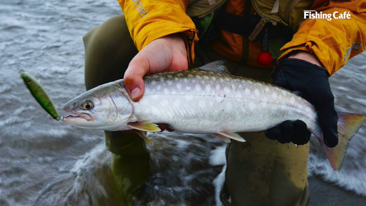 特集 岩魚変幻 変容するイワナの謎 Shimano Presents Fishing Cafe