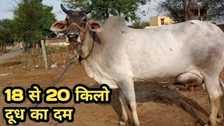 18-20 Kg milk Capacity,, heavy milkar HR desi cow video in Bhiwani e job