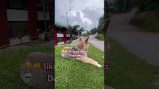 #relatable #pet #pets #petlover #nature #like #subscriber #travel