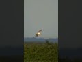 Barn owl hunting in slow motion