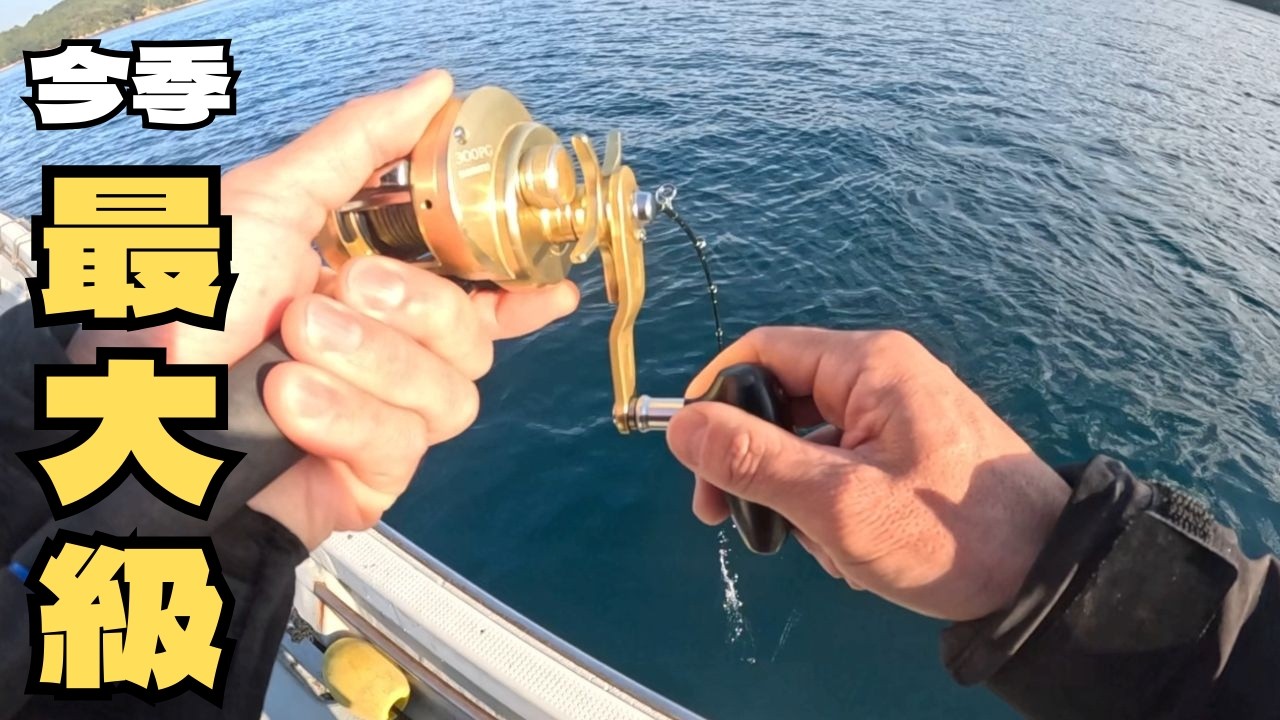 泳がせ釣りでモンスター級のアオリイカ