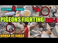 Pigeons fighitng loft babar vs noman 100 kabooter larrayya 9 kabootar pakray catching pigeons day2