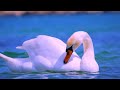 💕 The Swan ♫ Romantic Sentimental Piano Musiс by Bdk Sonic