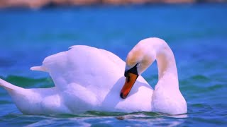 💕 The Swan ♫ Romantic Sentimental Piano Music by Bdk Sonic by Best Music Relax 6,130 views 3 weeks ago 2 minutes, 20 seconds