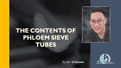 The Contents of Phloem Sieve Tubes by Dr. William