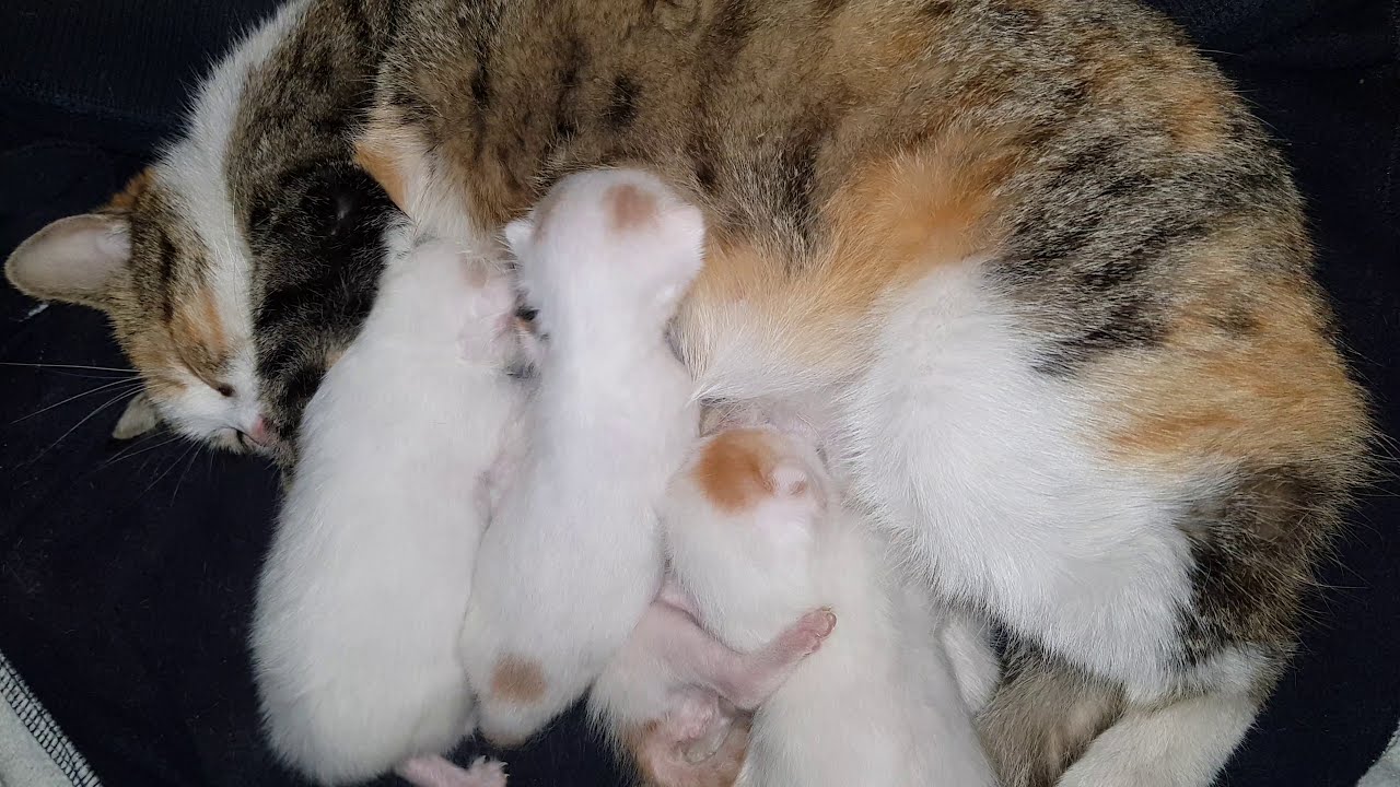 My cat sleeping while her kittens trying to nurse YouTube