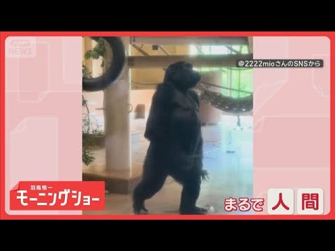 背筋ピン！まるで人間のよう　歩く姿が美しいゴリラさん　なぜ姿勢がいいの？【羽鳥慎一モーニングショー】(2026年8月27日)