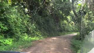 In The Jungle Of Belize